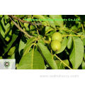 Chinese Nutritive Walnut Kernels Light Quarters(LQ)